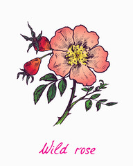 Wild pink rose, doodle ink drawing with inscription, vintage colorful style woodcut