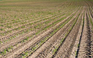 Fototapeta na wymiar Rows of corn sprouts beginning to grow. Young corn seedlings growing in a soil. Agricultural concepts.