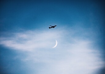 seagull in flight