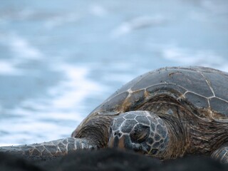 ウミガメ