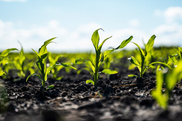 Close up seeding maize plant, Green young corn maize plants growing from the soil. Agricultural...