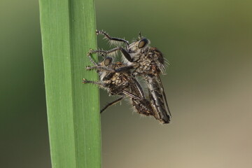 mating robber fly