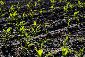Growing young green corn seedling sprouts in cultivated agricultural farm field, shallow depth of field. Agricultural scene with corn's sprouts in earth closeup.