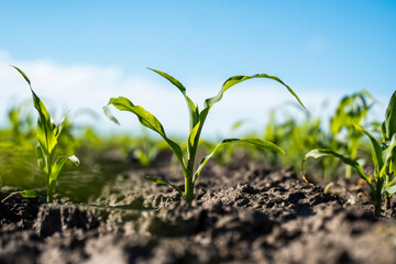 Growing young green corn seedling sprouts in cultivated agricultural farm field, shallow depth of field. Agricultural scene with corn's sprouts in earth closeup.