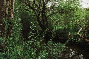 Obraz premium Lush green foliage in pretty bushland setting