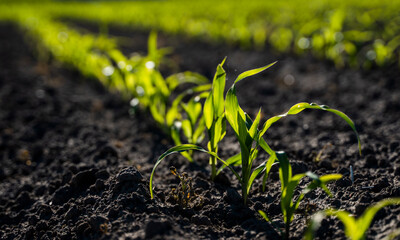 Growing young green corn seedling sprouts in cultivated agricultural farm field, shallow depth of field. Agricultural scene with corn's sprouts in earth closeup.