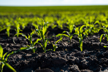 Growing young green corn seedling sprouts in cultivated agricultural farm field, shallow depth of field. Agricultural scene with corn's sprouts in earth closeup.