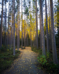 Fototapeta premium Pathway in the forest at autumn