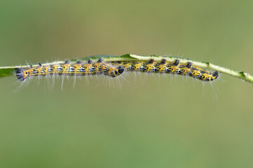 Mondvogel (Phalera bucephala)