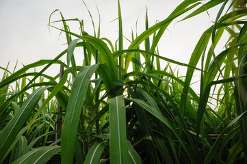 Obraz premium Sugarcane plants growing under sky