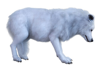 3D Rendering Arctic Wolf on White