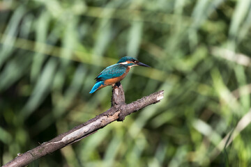 Common Kingfisher Alcedo atthis hunting by the river, beautiful colorful bird sitting on the branch and hunting fish, catching fish