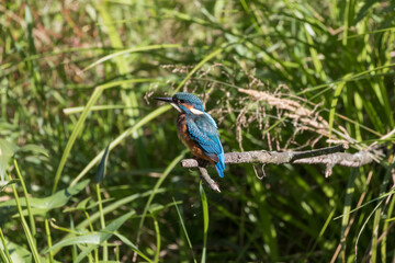 Common Kingfisher Alcedo atthis hunting by the river, beautiful colorful bird sitting on the branch and hunting fish, catching fish