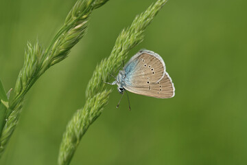 Rotklee-Bläuling (Polyommatus semiargus)