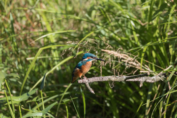 Common Kingfisher Alcedo atthis hunting by the river, beautiful colorful bird sitting on the branch and hunting fish, catching fish