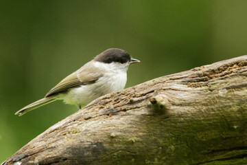 Sumpfmeise (Poecile palustris)
