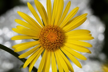 Yellow spring flower on a silver background. In the botanic garden.2021
