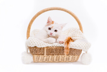 Kitten in a basket with a knitted plaid on a white background is playing © Vera