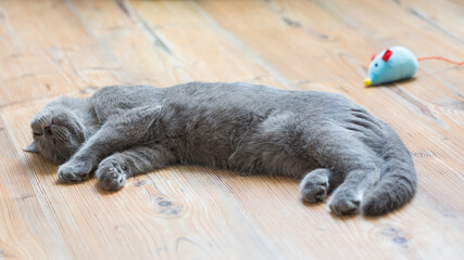 Kot brytyjski niebieski, młody szary kot śpiący na podłodze, z pluszową zabawką, myszką w tle - obrazy, fototapety, plakaty