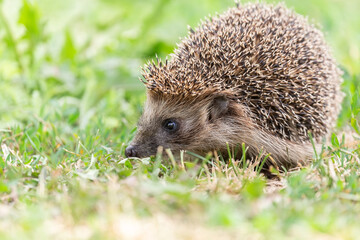 hedgehog on the grass.
