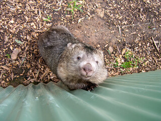 ウォンバット　壁をよじ登ろうとしている様子