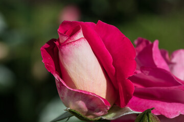 Floribunda rose "Rosen Evers". The bud of a rose has just begun to bloom. Close up. July 2021.