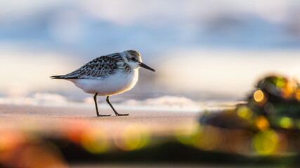 Sanderling, Calidris alba in environment, Devon, England, Europe