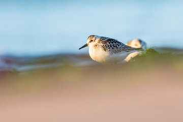 Sanderling, Calidris alba in environment, Devon, England, Europe