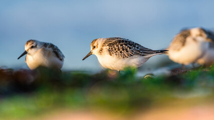 Sanderling, Calidris alba in environment, Devon, England, Europe