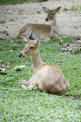 eld deer in wild nature