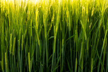 Young green barley growing in agricultural field in spring. Unripe cereals. The concept of agriculture, organic food. Barleys sprout growing in soil. Close up on sprouting barley in sunset.