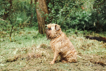 Side view of Brussels Griffon dog sitting in tranquil bush setting