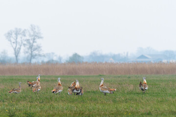 Great bustards (Otis tarda) in a meadow, Andau, Burgenland, Austria