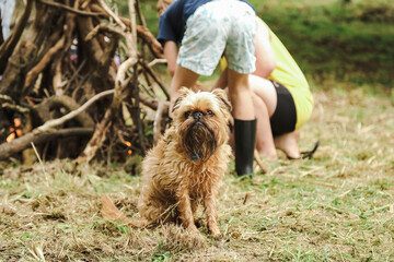 Naklejka na ściany i meble Lovely Brussels Griffon dog on family camping adventure
