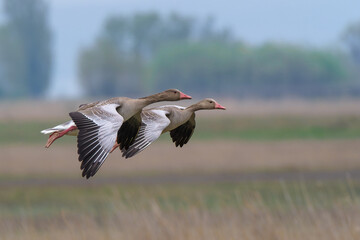 The flying greylag goose (Anser anser) is a species of large goose.Nationalpark Neusiedler See – Seewinkel.