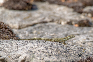 A beautiful Wall Lizard (Podarcis muralis) sunning itself on a stone wall.