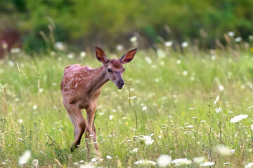 Chick red deer (Cervus Elaphus)