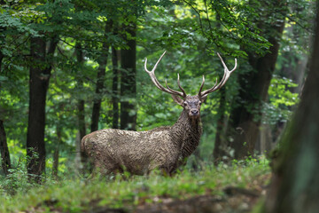 Portrait of majestic red deer (Cervus Elaphus) stag in Autumn Fall