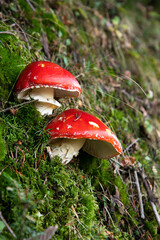 red fly mushroom in forest