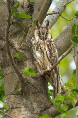 Wild Europaean Long eared Owl (Asio otus) natural green forest background