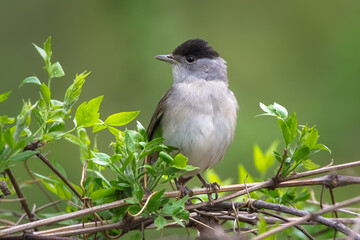 Male Blackcap (Sylvia atricapilla ), perched on a branch in the forest