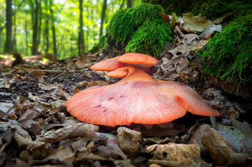 Close up of beefsteak fungus (Fistulina hepatica) © Vlasto Opatovsky