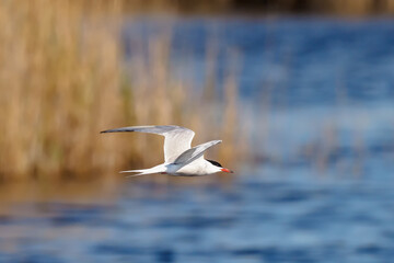 Сommon tern (Sterna hirundo) in flight. The common tern (Sterna hirundo) is a seabird in the family Laridae.