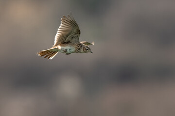 Skylark (Alauda arvensis,) single bird in flight.