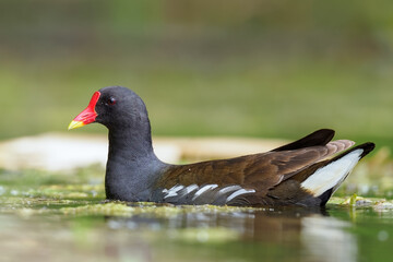 Common Moorhen or European Moorhen (gallinula chloropus) -  adult at pond.