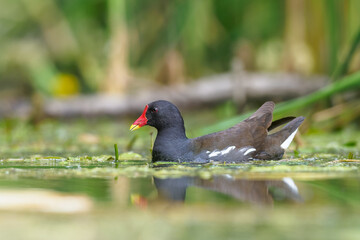 Common Moorhen or European Moorhen (gallinula chloropus) -  adult at pond.