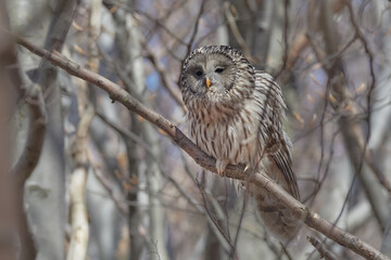 The Ural owl (Strix uralensis) is a medium-sized nocturnal owl of the genus Strix