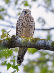 Kestrel bird of prey (Falco tinnunculus) . Adult male perched against autumnal colours