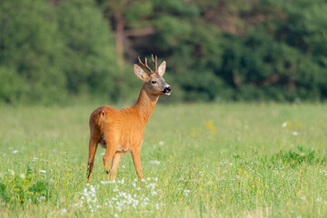 Roe deer (capreolus capreolus) standing on green meadow in summertime nature.