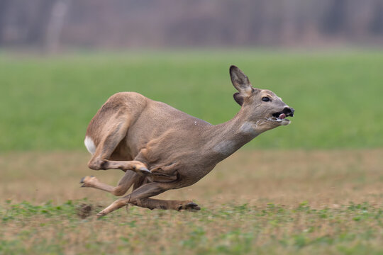 Sprinting roe deer (capreolus capreolus) buck in natural summer meadow with flowers. Dynamic action photo of wild animal running